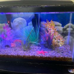 Fish Tank Full Kit Everything Provided