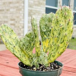 Sunburst Cactus/ 3 Sizes Available 