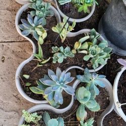 Succulents