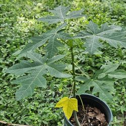 Papaya Trees