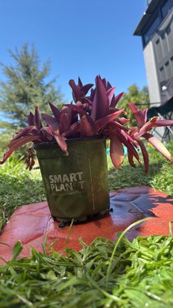 Purple Heart( Purple Wandering Jew)