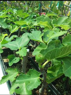 Black Mission Fig Fruit Tree - 5 Inch