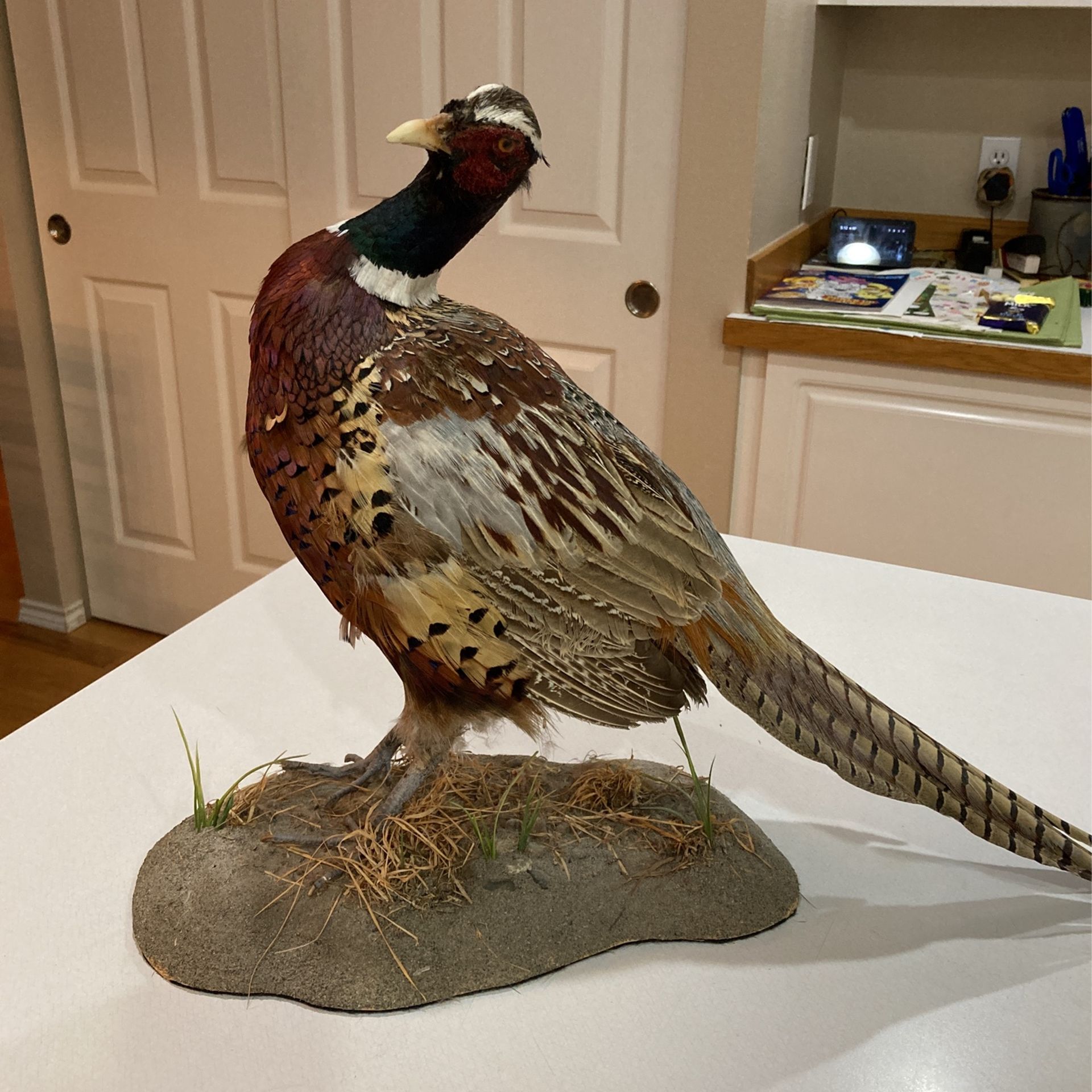 Pheasant Mount