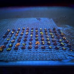 Fake coral frags for sale