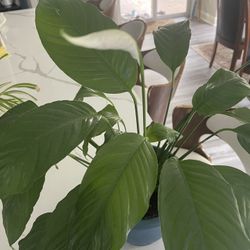 plant