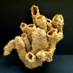 Brown tube sponge sea sponges exotic ocean beach decor
