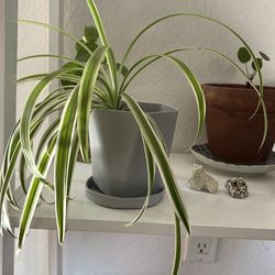 spider plant