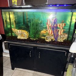 Fish And Aquarium 