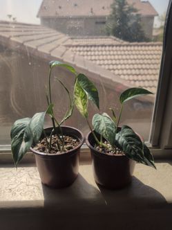 Epipremnum Pinnatum Albo