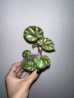 Begonia Jiewhoei