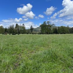 Grass Fed