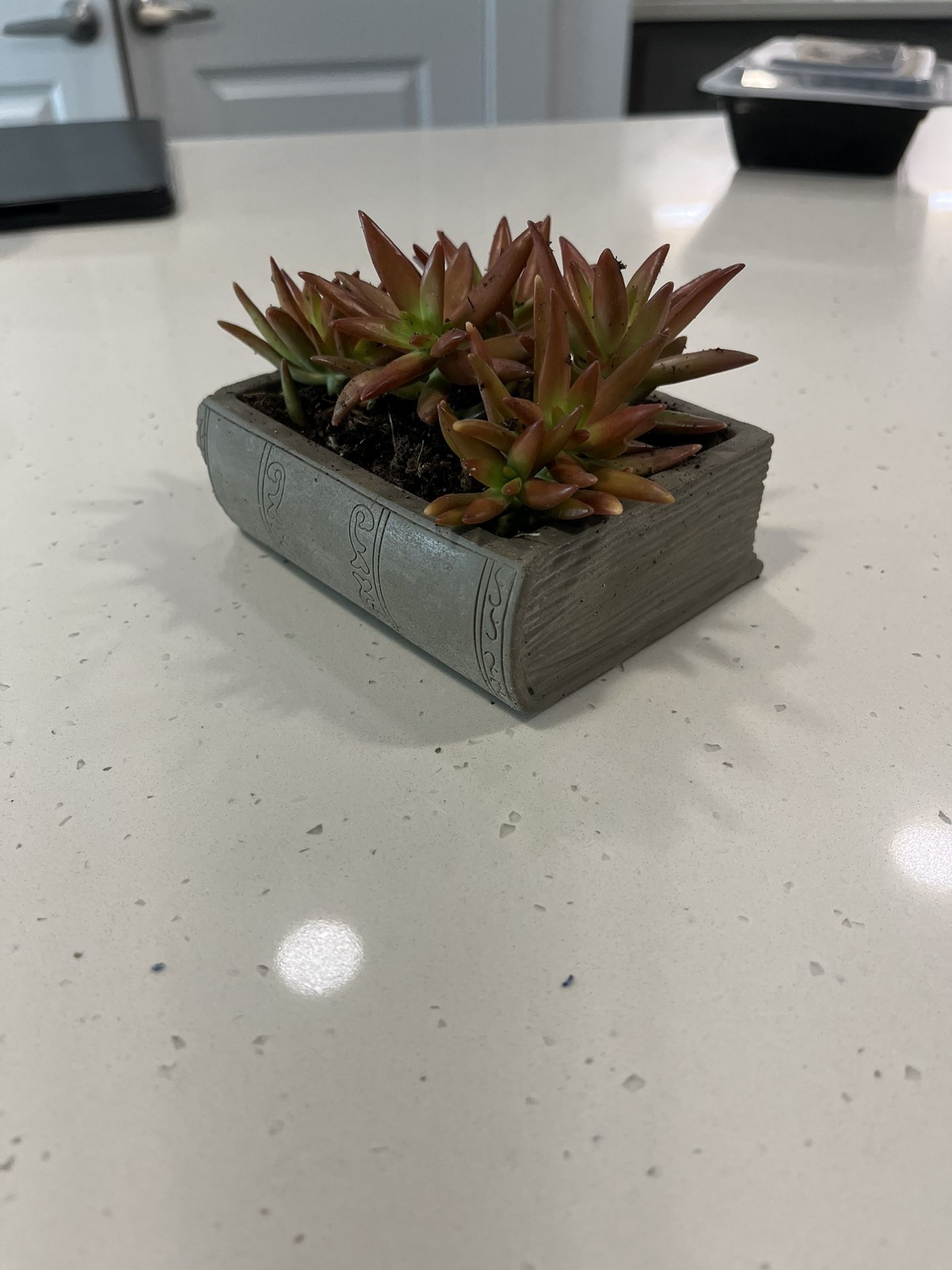 Book Planter With Succulent