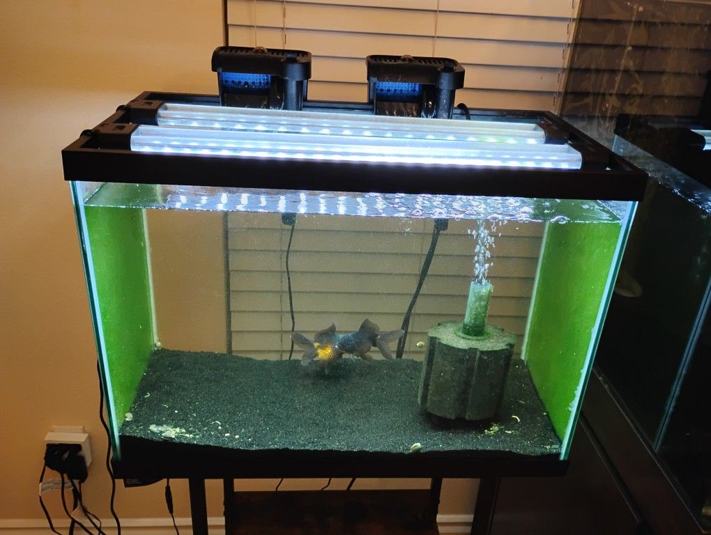 20 Gallon Aquarium/Sponge Filter/Air Pump/2 HOB Filters/Everything Inside Included