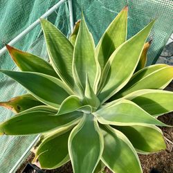 Variegated Foxtail Agave