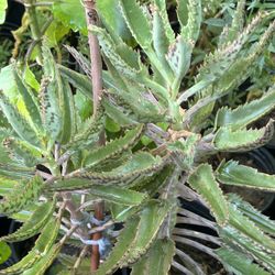 Kalonchea Tengo Variedades Plantas Ruda Romero Hierba Santa Laurel Manzanilla Una De Gato Muchas Más Diferentes Tamaños Y Precios 