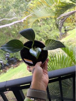 Live plant Philodendron white birkin