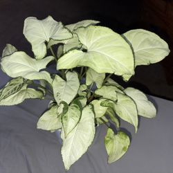 Holly Syngonium