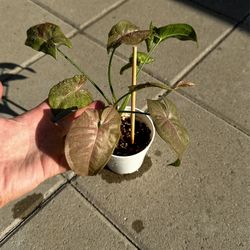 Syngonium Pink Spot- 4” Planter