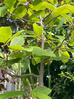 Cherimoya fruit Tree