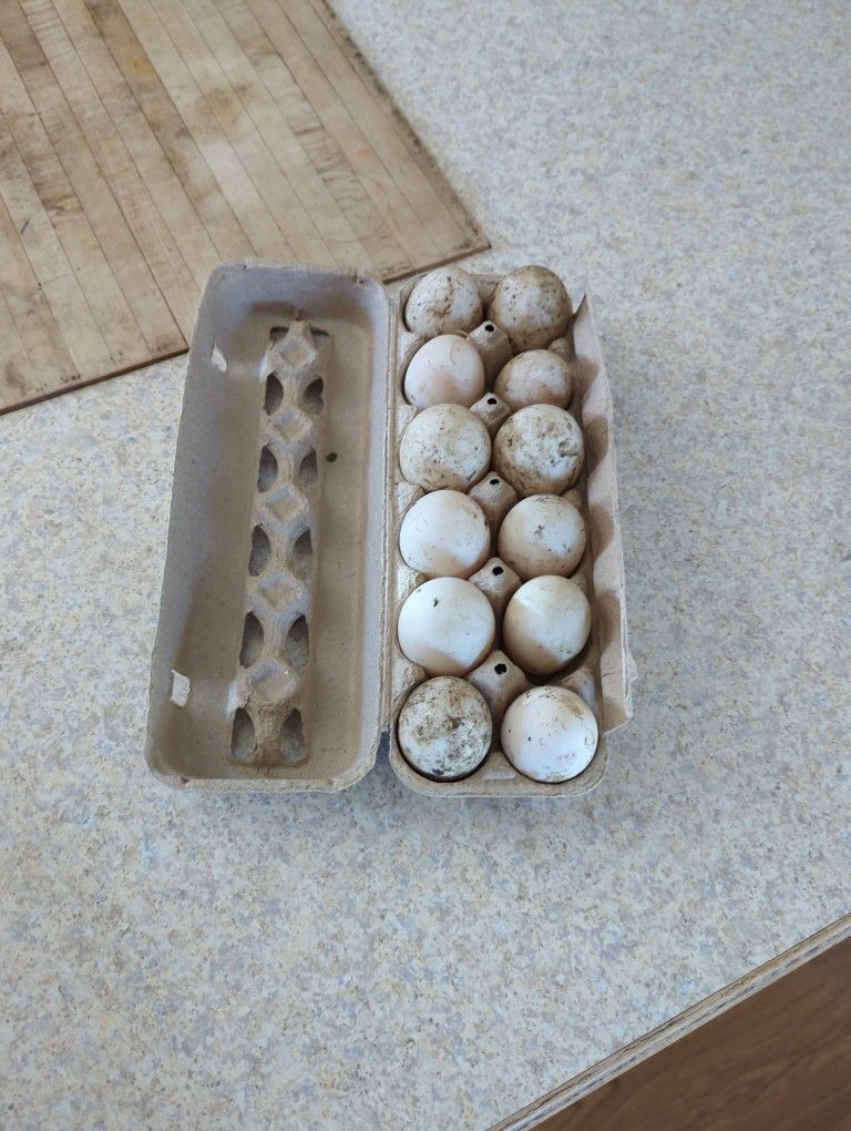 Fresh Duck Eggs