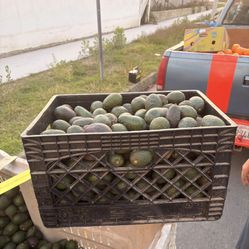 Box Avocado 🥑 $25