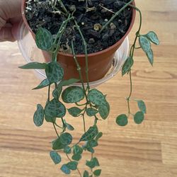 String of Spades