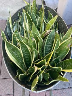 Snake Plants