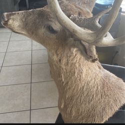 Brand New Antique Deer Head 