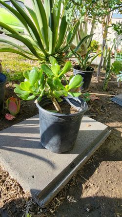 Succulent Plant