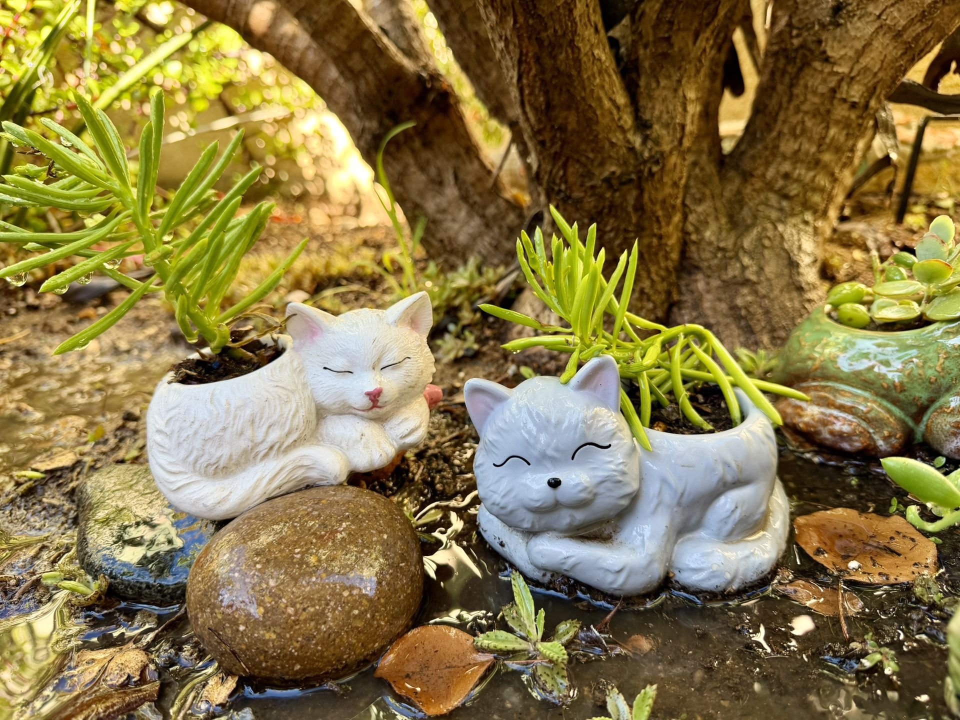 🔥 🔥 🔥Smiling Cat Planter W Magic Beans Succulent Arrangement 🎁