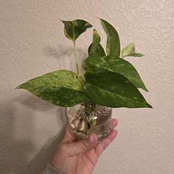 Live Plant Cuttings Marble Pothos