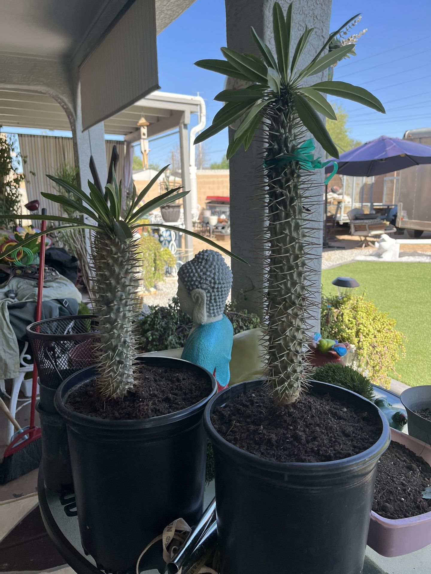 3 For $5 Aleo Vera ONLY. Various Other Plants