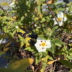 Crimson-Spot Rockrose