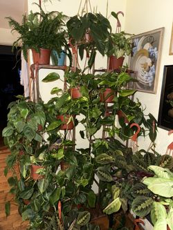 Different Kinds Of Indoor Plants For $15 - $18 each