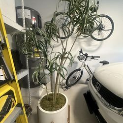 Large Faux Dracaena Tree ~7ft – 16” White Ceramic Pot & Wood Stand
