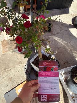 True love rose pp#31575