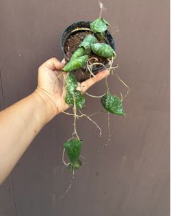 4” Hoya imbricata