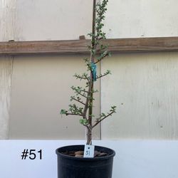 #51- Elephant Bush Plant 