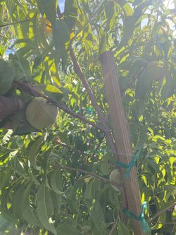 Fruit Trees: 15 Gallon