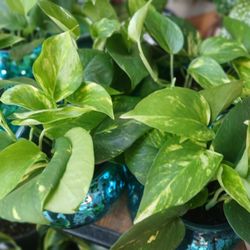 Decorations Plants $18 Each Of Them