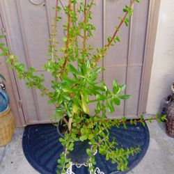 planta de abundancia tiene de 2 plantas