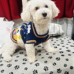 Dog sweaters 