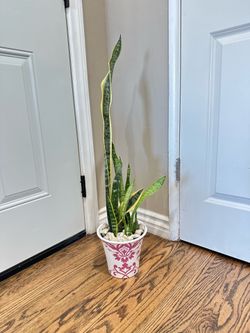 Snake plant