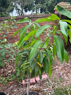 7g Kathy (K3) mango tree for sale