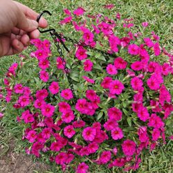 HUGE PETUNIA WITH HANGING POT