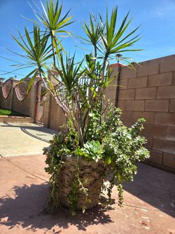 5 feet Palma