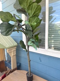 Plant