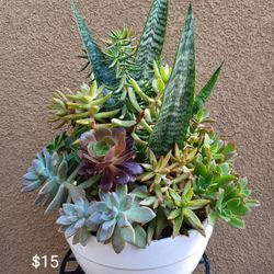 Fresh Succulent Arrangements 