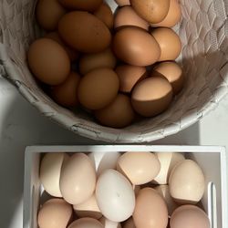 Chicken Eggs