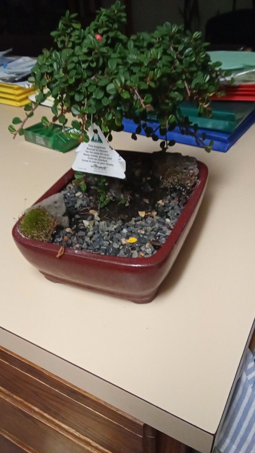 Bonsai Tree With Berries